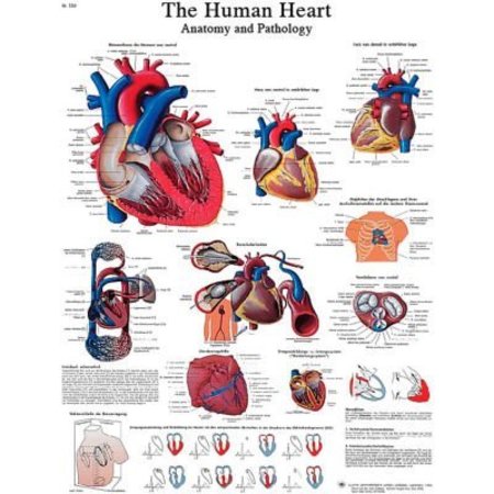FABRICATION ENTERPRISES 3B® Laminated Anatomical Heart Chart, 20" x 25" 12-4610L